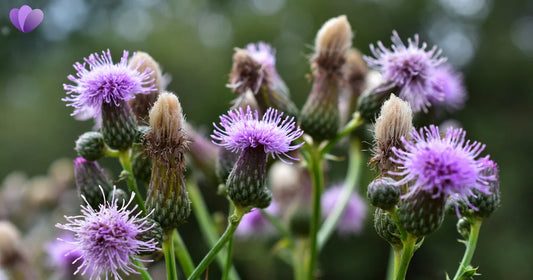 7 Science-Based Benefits of Milk Thistle for Liver, Skin & Blood Sugar
