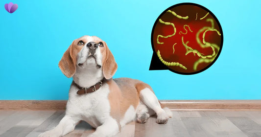 Can Dogs Give Humans Worms? How It Happens, Symptoms & Prevention