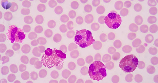 Can Parasites Cause High Eosinophils? Which Parasites Raise Your Count