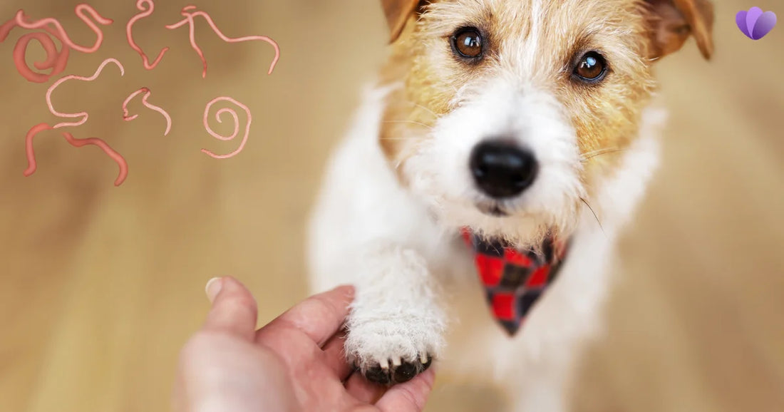 Can Pets Give Humans Parasites? Symptoms, Risks & Prevention Guide