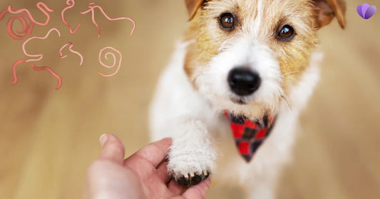 Can Pets Give Humans Parasites? Symptoms, Risks & Prevention Guide