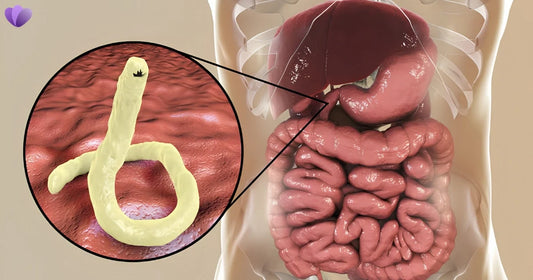 How Long Can Parasites Live in the Human Body? Lifespan of Common Human Parasites