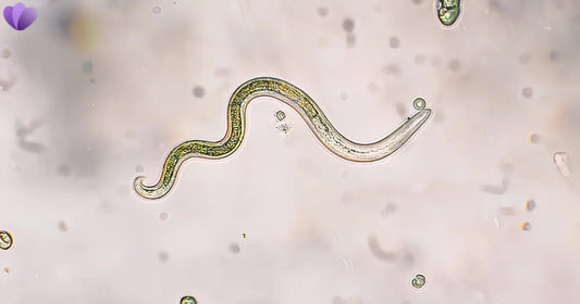 Parasite Life Cycle Explained: How Parasites Grow, Reproduce, and Spread