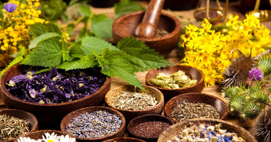 Top 10 Natural Herbs That May Support an Effective Parasite Cleanse